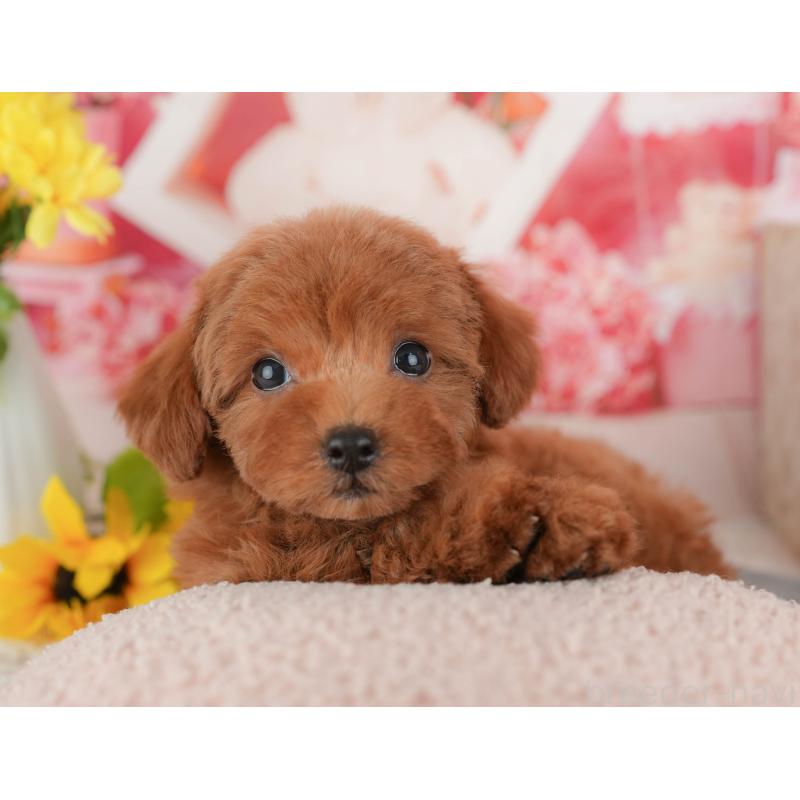 販売中の千葉県のトイプードル-431587の1枚目