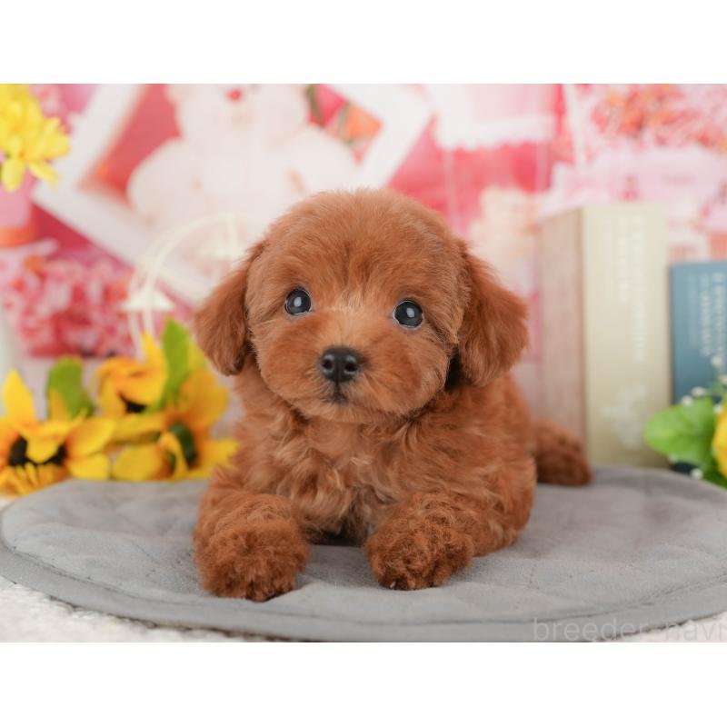 販売中の千葉県のトイプードル-431587の11枚目