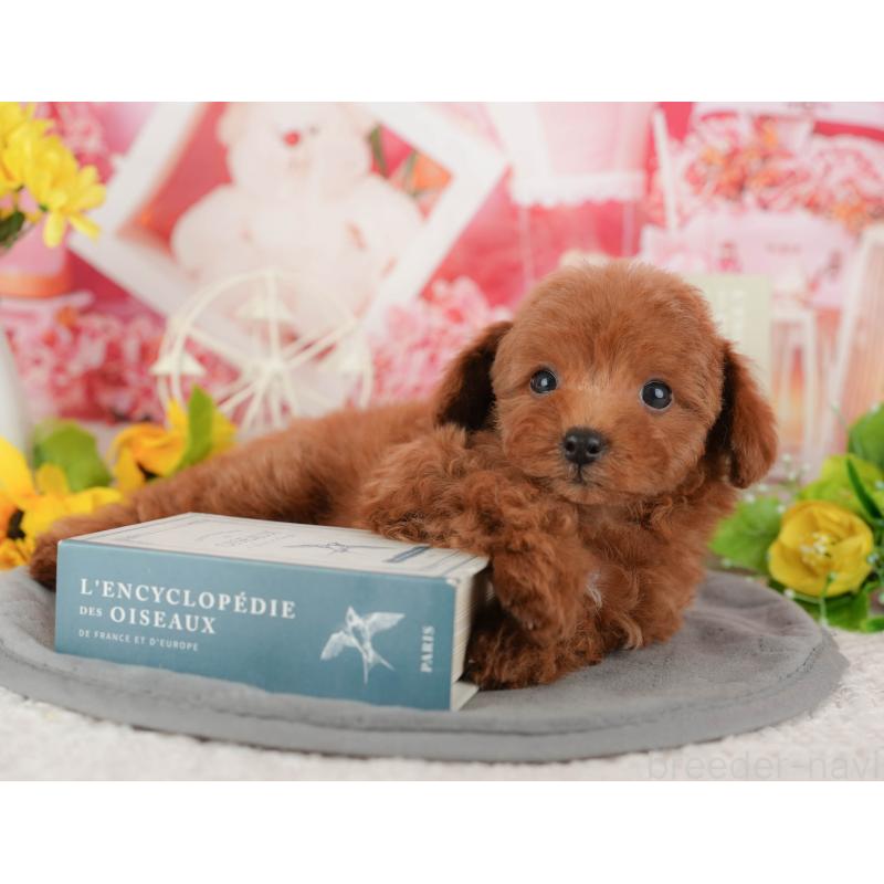 販売中の千葉県のトイプードル-431587の10枚目