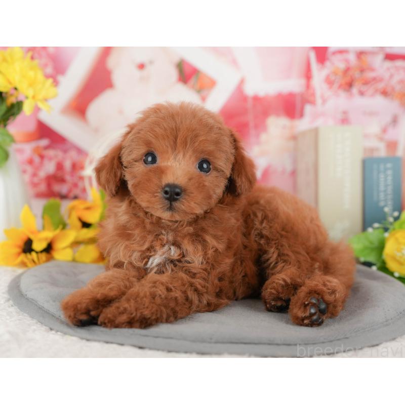 販売中の千葉県のトイプードル-431587の9枚目