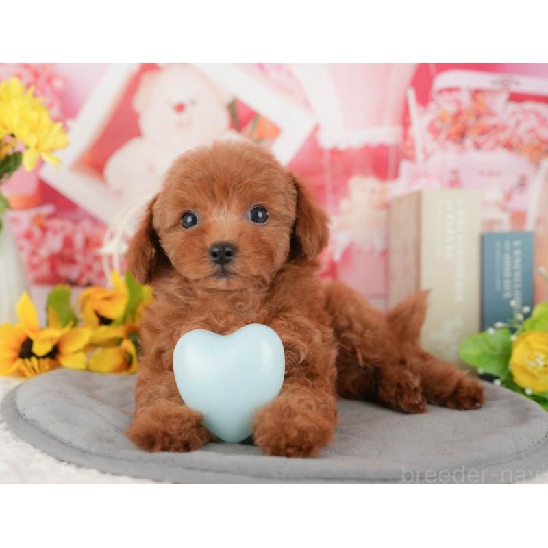 販売中の千葉県のトイプードル-431587の8枚目