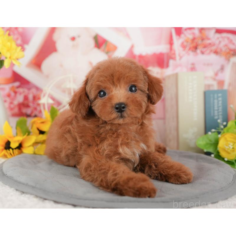 販売中の千葉県のトイプードル-431587の7枚目