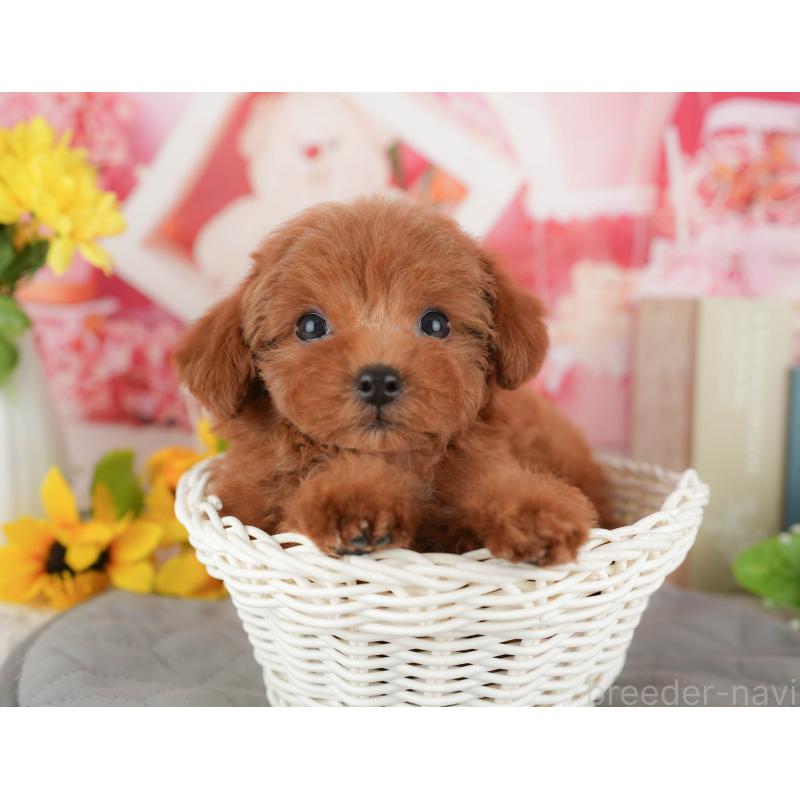 販売中の千葉県のトイプードル-431587の6枚目