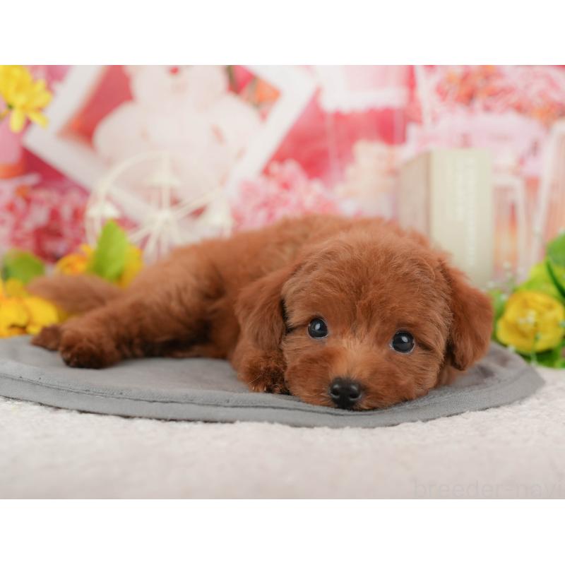 販売中の千葉県のトイプードル-431587の5枚目