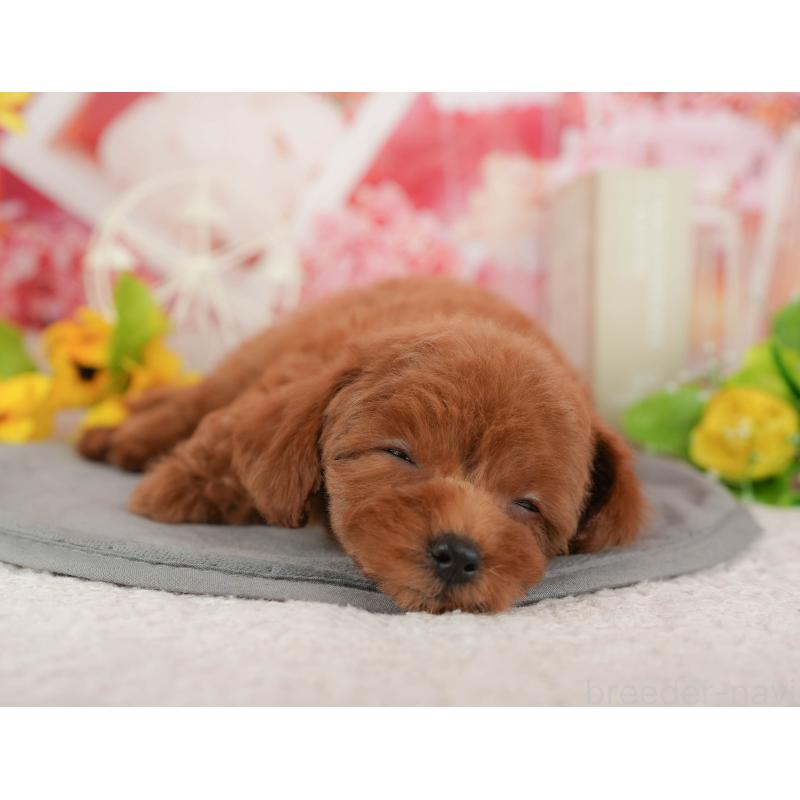 販売中の千葉県のトイプードル-431587の3枚目