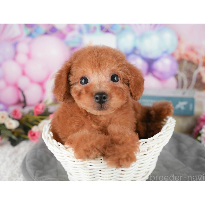 販売中の千葉県のタイニープードル-431589の11枚目