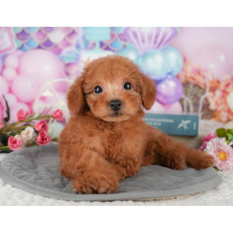 販売中の千葉県のタイニープードル-431589の10枚目