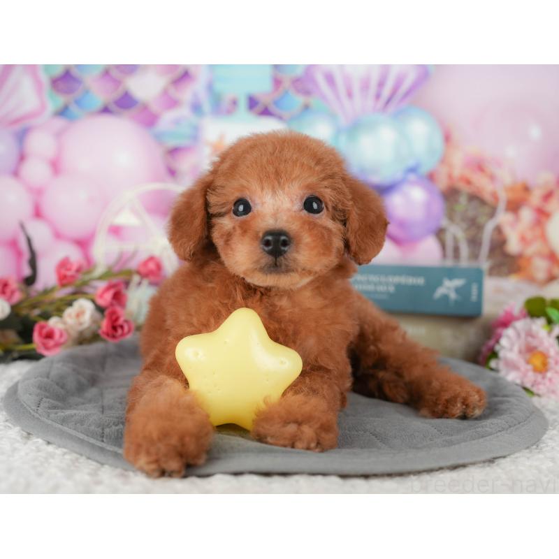 販売中の千葉県のタイニープードル-431589の9枚目