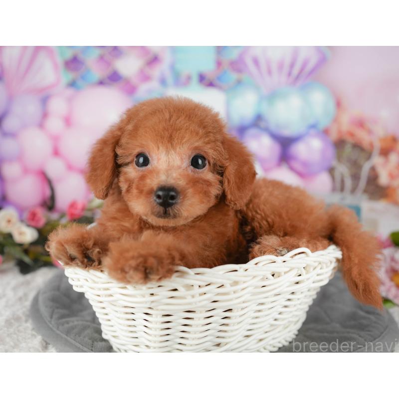 販売中の千葉県のタイニープードル-431589の8枚目