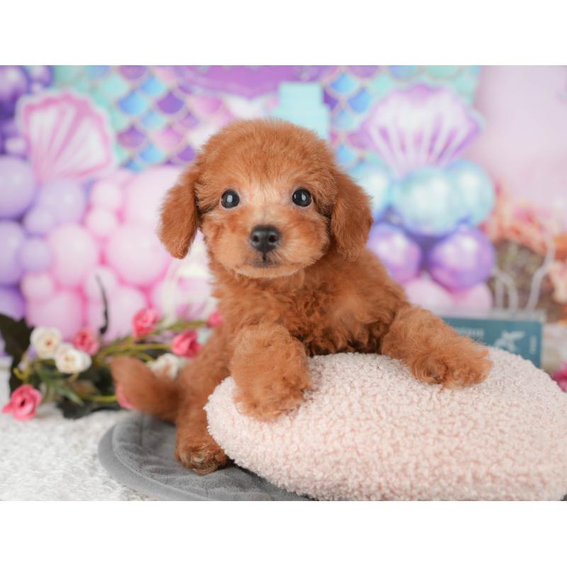 販売中の千葉県のタイニープードル-431589の7枚目