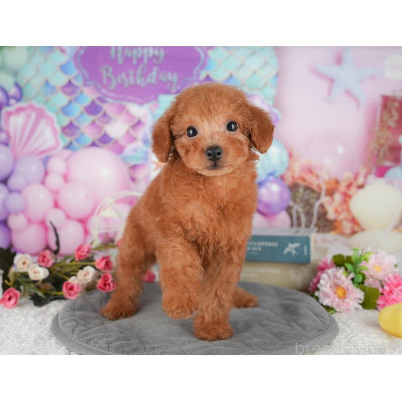 販売中の千葉県のタイニープードル-431589の6枚目