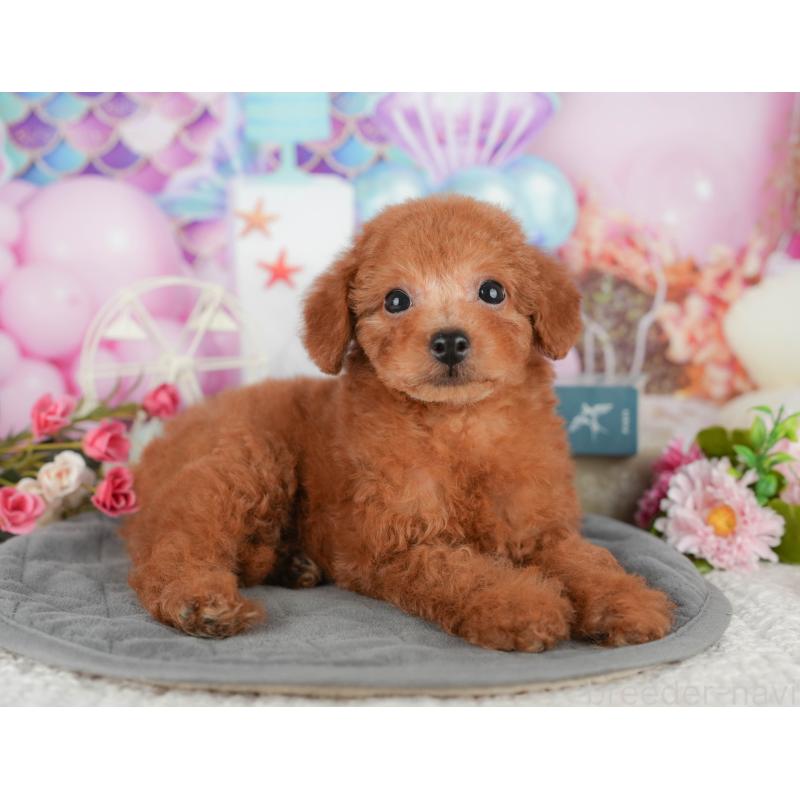 販売中の千葉県のタイニープードル-431589の5枚目