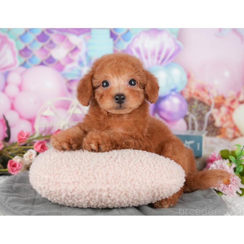 販売中の千葉県のタイニープードル-431589の4枚目