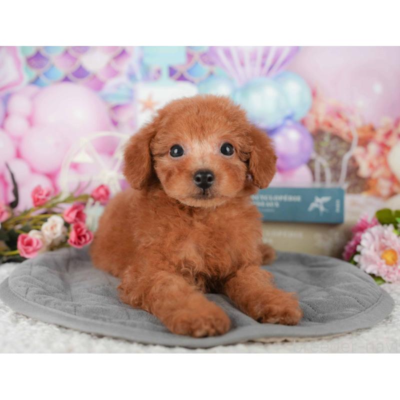 販売中の千葉県のタイニープードル-431589の3枚目