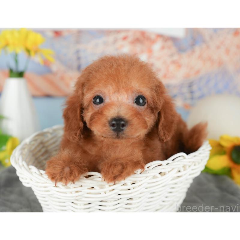 販売中の千葉県のタイニープードル-431590