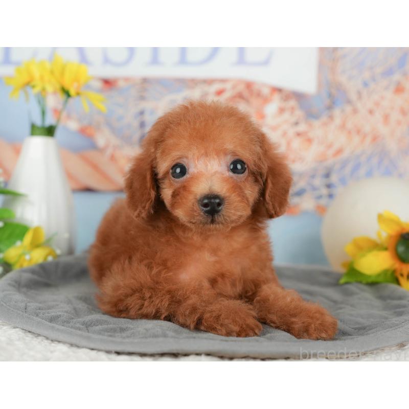 販売中の千葉県のタイニープードル-431590の11枚目