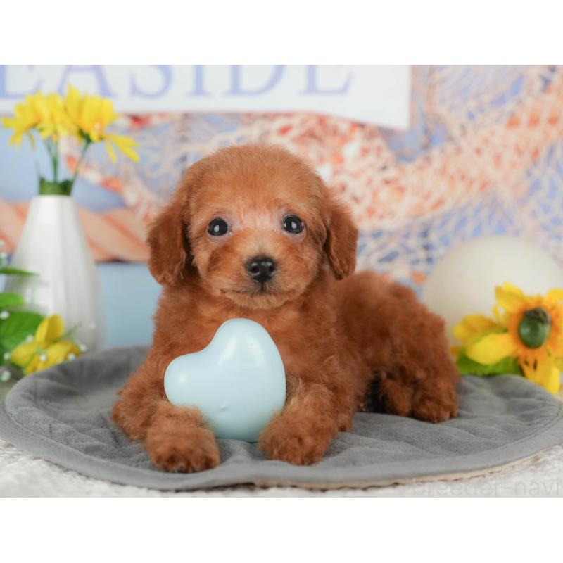 販売中の千葉県のタイニープードル-431590の10枚目