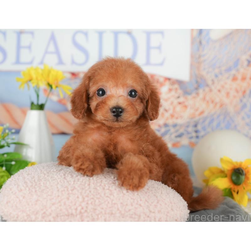 販売中の千葉県のタイニープードル-431590の9枚目