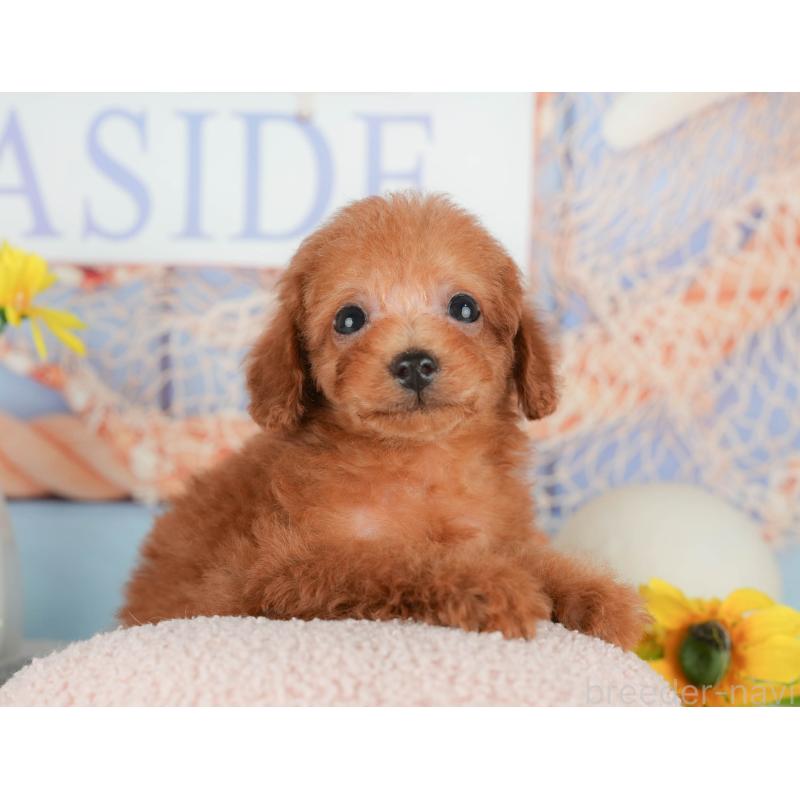 販売中の千葉県のタイニープードル-431590の5枚目