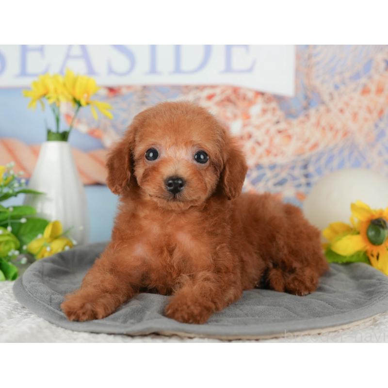 販売中の千葉県のタイニープードル-431590の4枚目