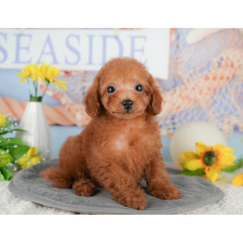 販売中の千葉県のタイニープードル-431590の3枚目