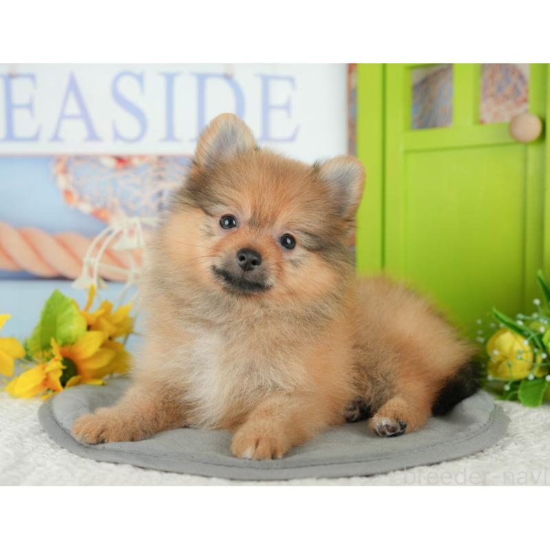 販売中の千葉県のポメラニアン-431595の11枚目
