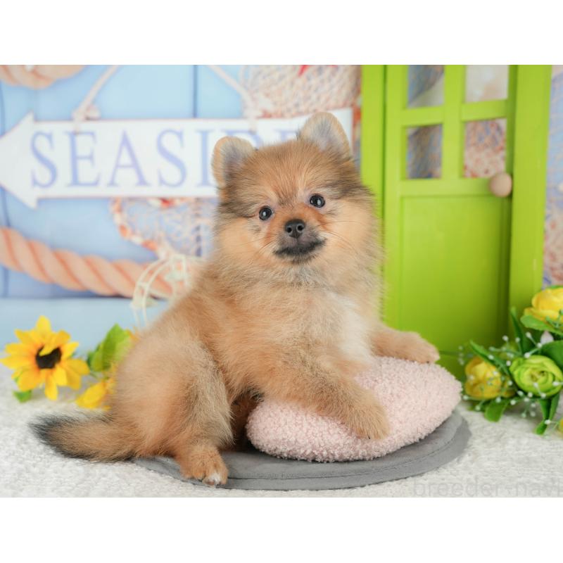 販売中の千葉県のポメラニアン-431595の10枚目