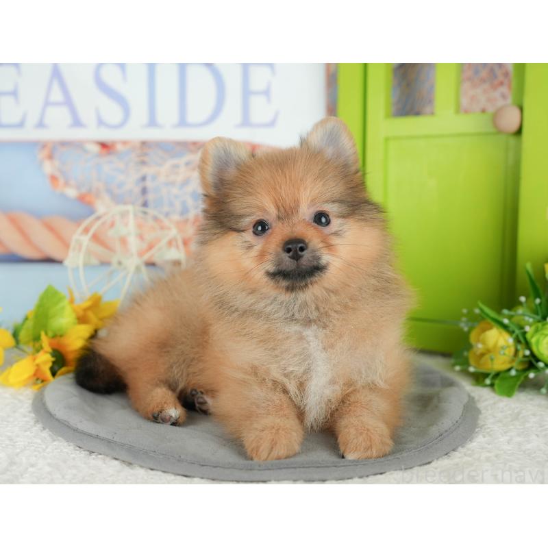 販売中の千葉県のポメラニアン-431595の6枚目