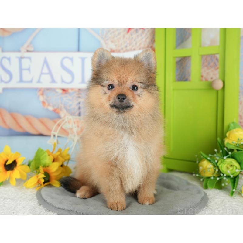 販売中の千葉県のポメラニアン-431595の4枚目