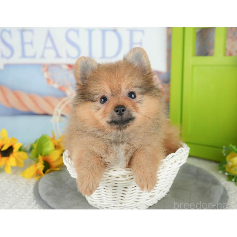 販売中の千葉県のポメラニアン-431595の2枚目