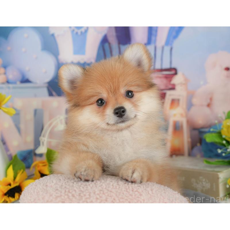 販売中の千葉県のポメラニアン-431596