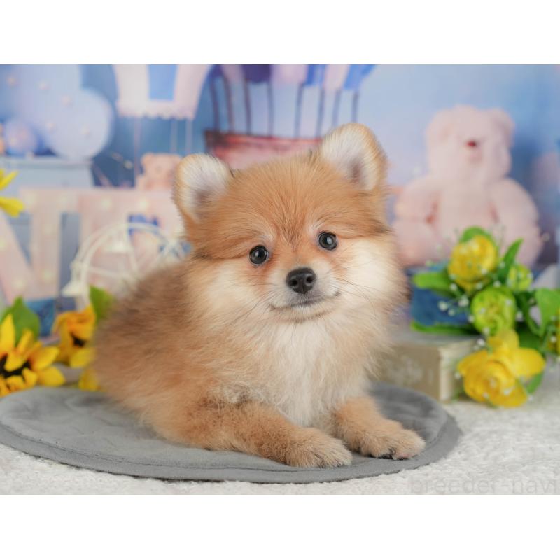 販売中の千葉県のポメラニアン-431596の11枚目