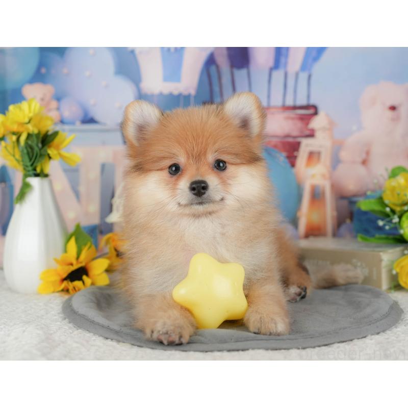 販売中の千葉県のポメラニアン-431596の10枚目