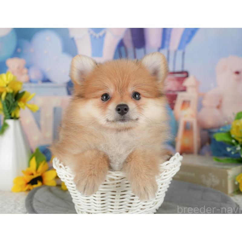 販売中の千葉県のポメラニアン-431596の9枚目