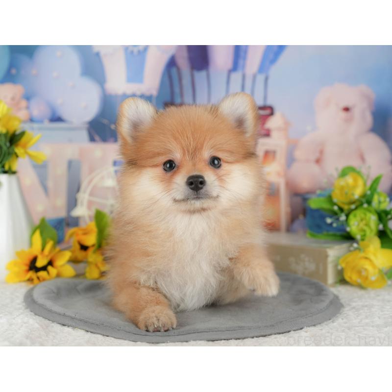 販売中の千葉県のポメラニアン-431596の7枚目