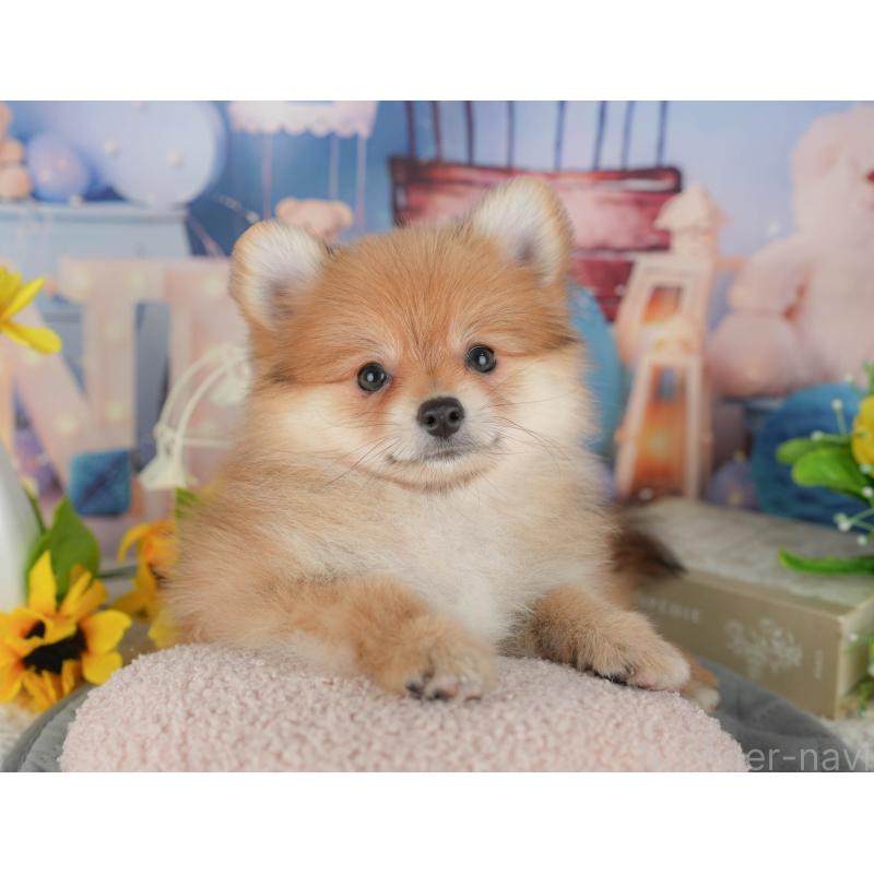 販売中の千葉県のポメラニアン-431596の6枚目