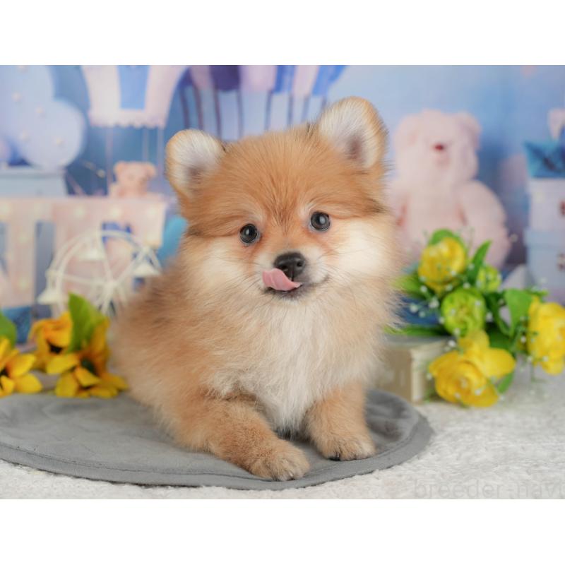 販売中の千葉県のポメラニアン-431596の5枚目