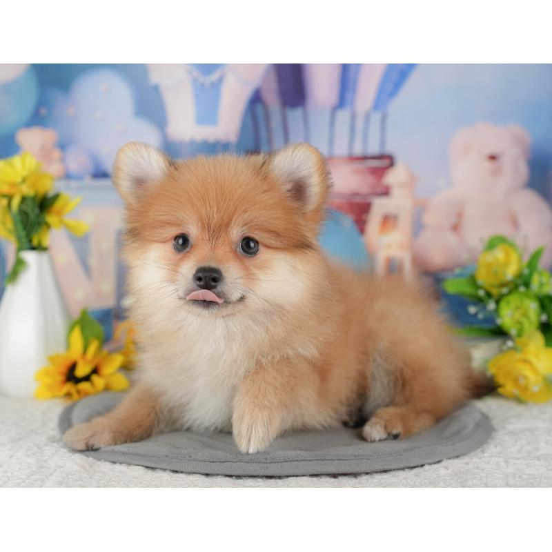 販売中の千葉県のポメラニアン-431596の4枚目