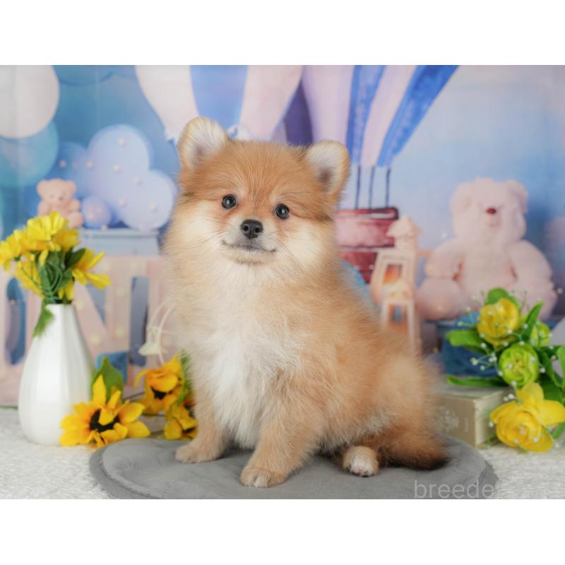 販売中の千葉県のポメラニアン-431596の3枚目