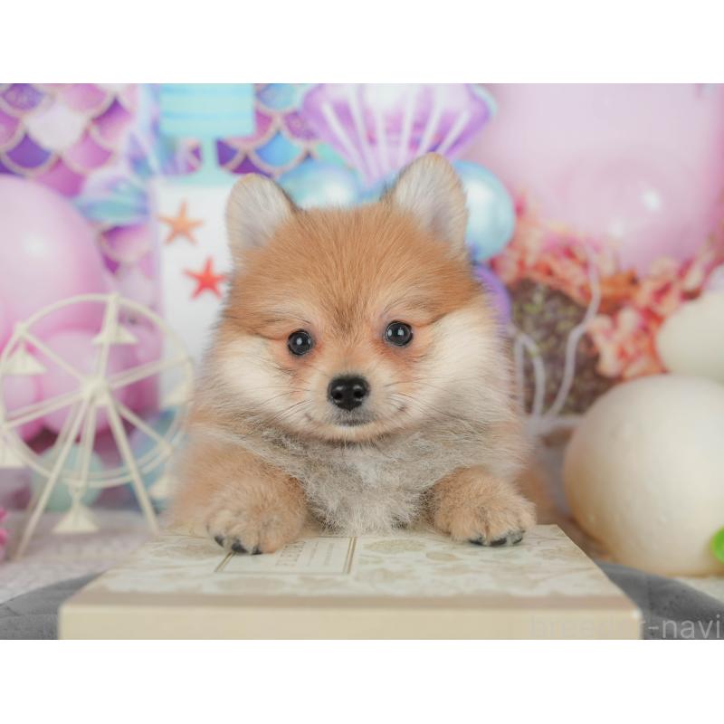 販売中の千葉県のポメラニアン-431598