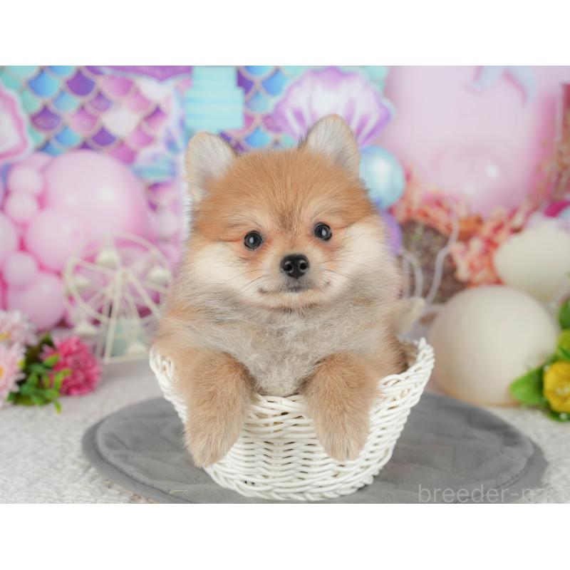 販売中の千葉県のポメラニアン-431598の11枚目