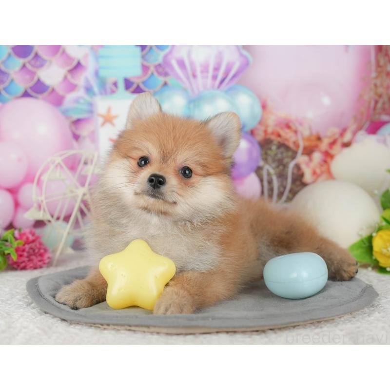 販売中の千葉県のポメラニアン-431598の10枚目