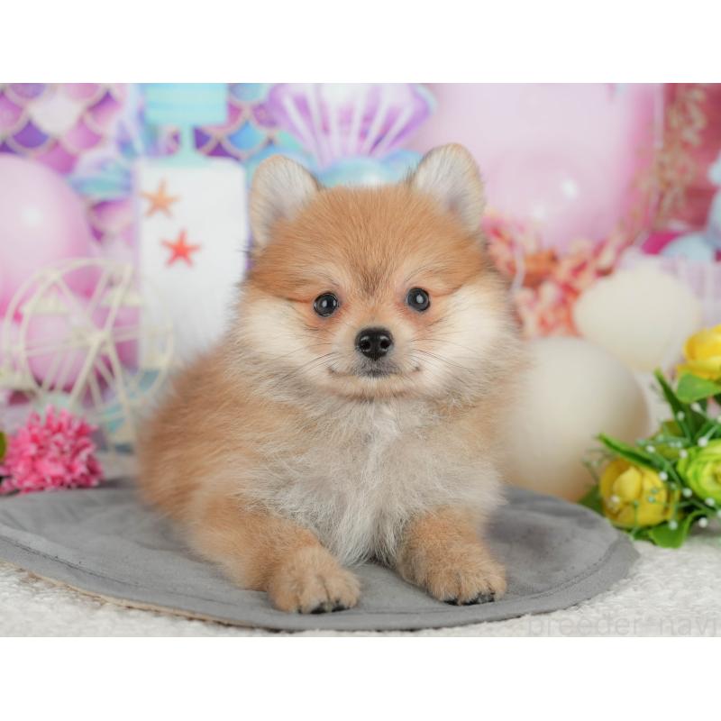 販売中の千葉県のポメラニアン-431598の9枚目