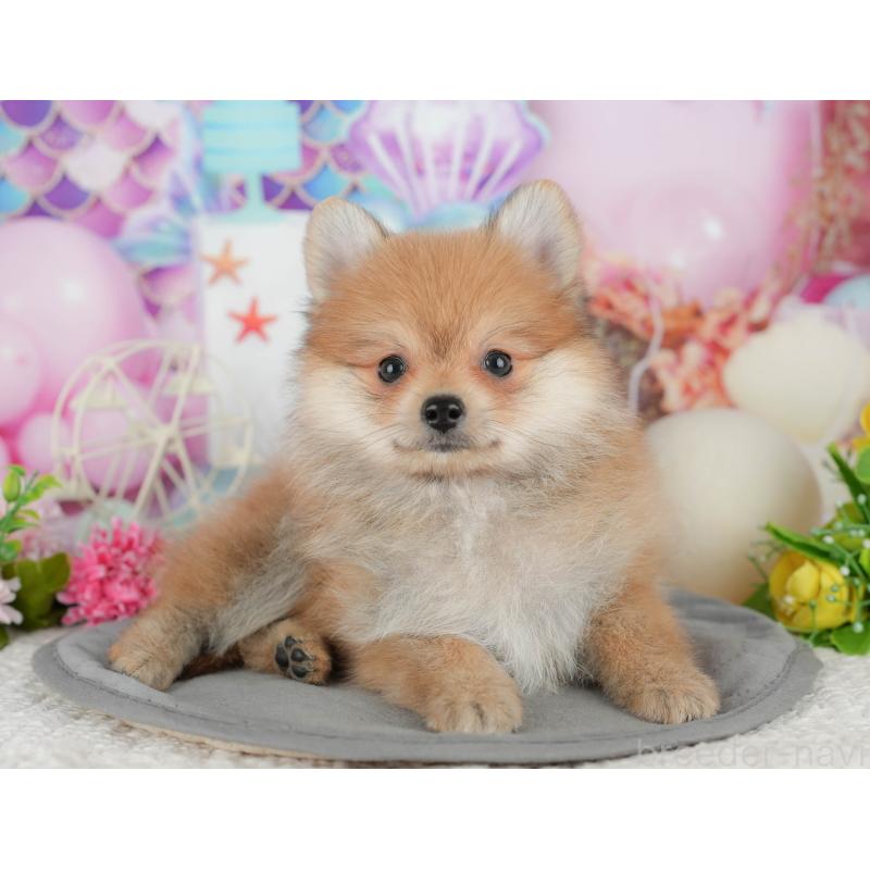 販売中の千葉県のポメラニアン-431598の8枚目