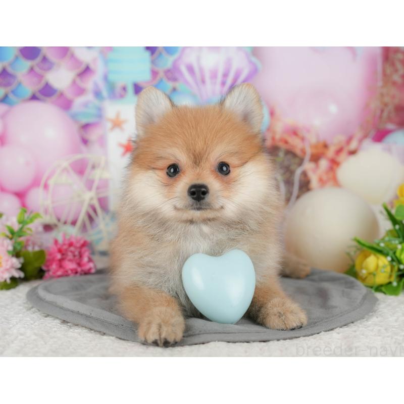 販売中の千葉県のポメラニアン-431598の7枚目