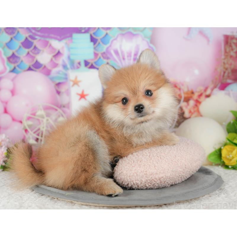 販売中の千葉県のポメラニアン-431598の6枚目