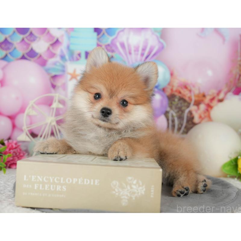 販売中の千葉県のポメラニアン-431598の5枚目