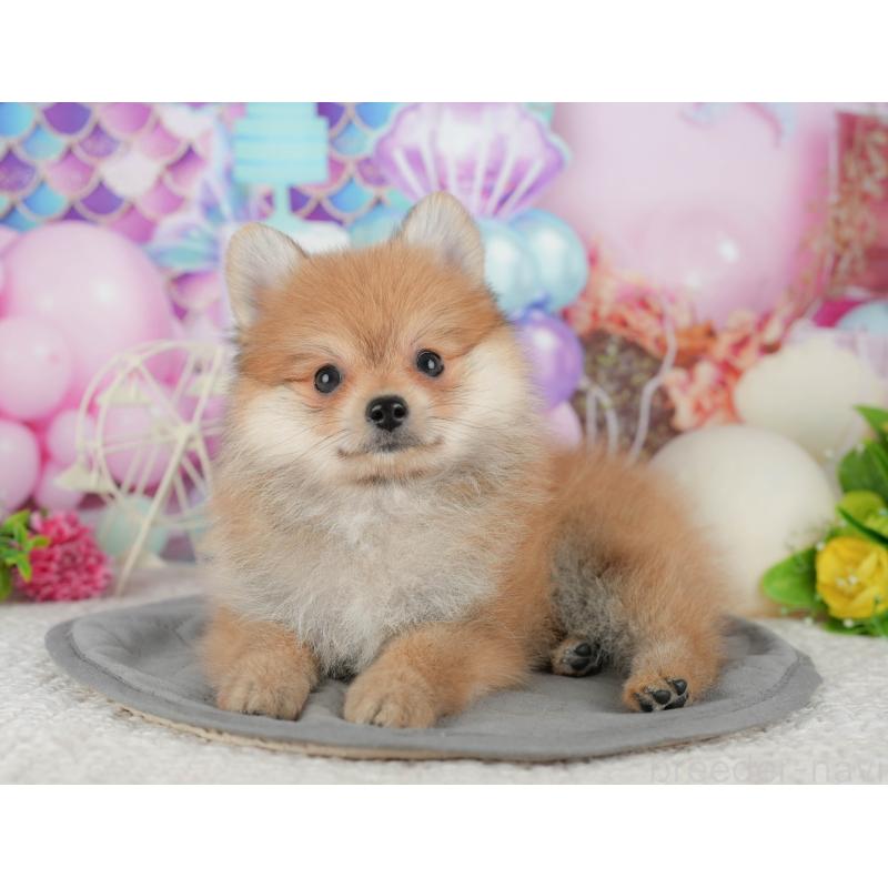 販売中の千葉県のポメラニアン-431598の4枚目