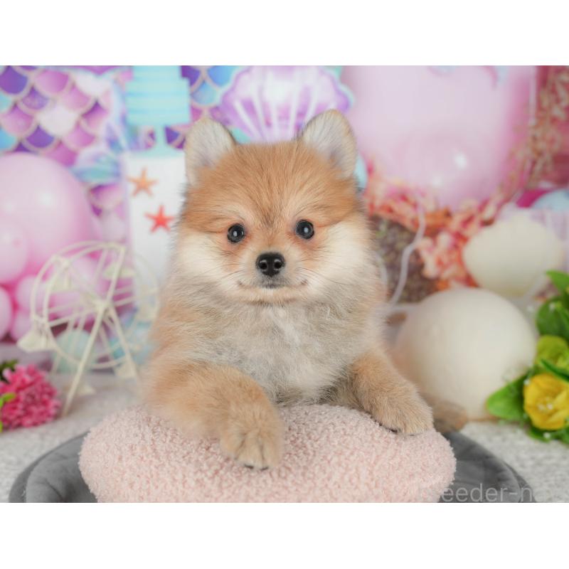 販売中の千葉県のポメラニアン-431598の3枚目