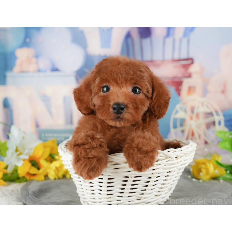 販売中の千葉県のトイプードル-431602の1枚目